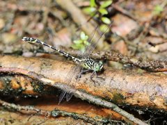 Hemigomphus comitatus
