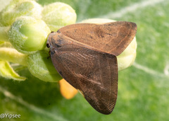 Ricania sublimata