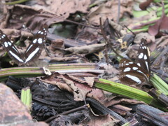 Phaedyma shepherdi