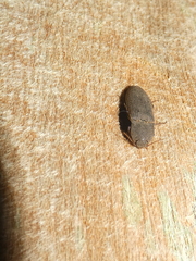 Agrypnus rectangularis