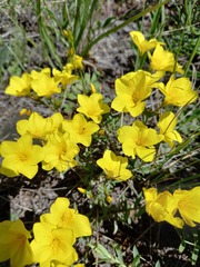 Linum ucranicum