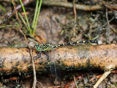 Hemigomphus comitatus