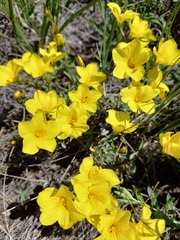 Linum ucranicum