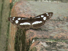Phaedyma shepherdi