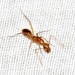 Camponotus hova - Photo 由 Kate Braun 所上傳的 (c) Kate Braun，保留部份權利CC BY-NC