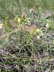 Onosma simplicissima