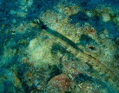 Corythoichthys schultzi