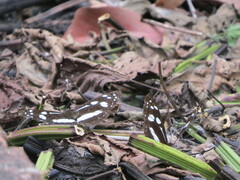Phaedyma shepherdi