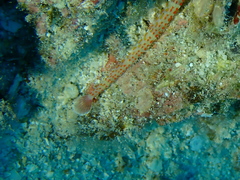 Corythoichthys schultzi