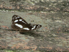 Phaedyma shepherdi