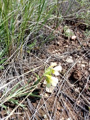 Onosma simplicissima