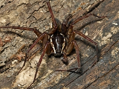 Dolomedes vicque