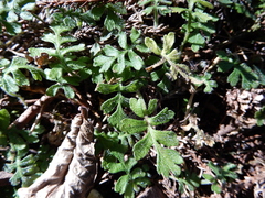 Ellisiophyllum pinnatum