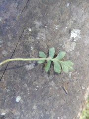 Ellisiophyllum pinnatum