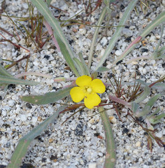 Camissoniopsis pallida