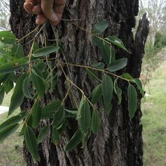 Angophora floribunda