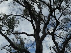 Angophora floribunda