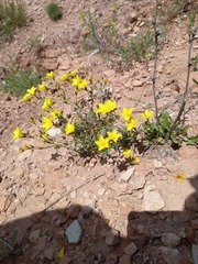 Linum ucranicum