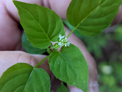 Circaea alpina