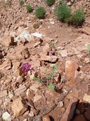 Oxytropis floribunda