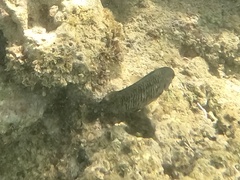 Plectroglyphidodon marginatus