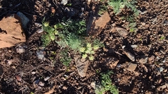 Lomatium dasycarpum