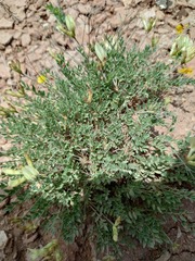 Astragalus helmii