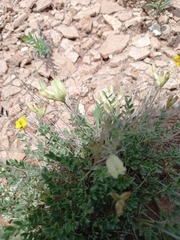 Astragalus helmii