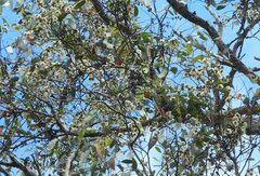 Eucalyptus baxteri