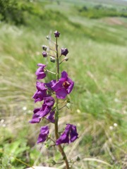 Verbascum phoeniceum