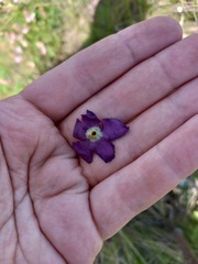 Verbascum phoeniceum