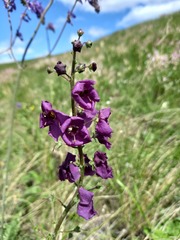 Verbascum phoeniceum