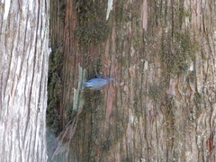 Sitta europaea formosana