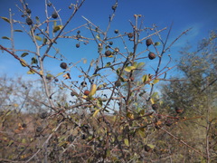 Pseudoziziphus parryi