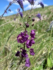 Verbascum phoeniceum