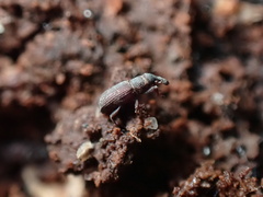 Dryophthorus americanus