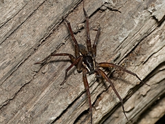 Dolomedes vicque