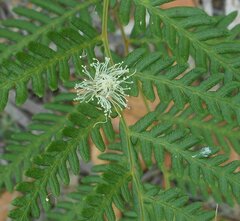 Eucalyptus baxteri