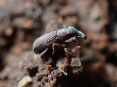 Dryophthorus americanus