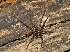Dolomedes vicque