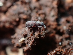 Dryophthorus americanus