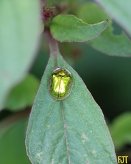 Charidotella succinea