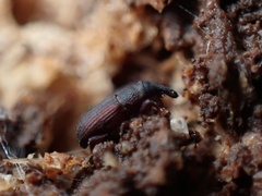 Dryophthorus americanus