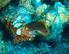 Cirrhilabrus punctatus