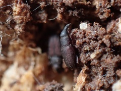 Dryophthorus americanus