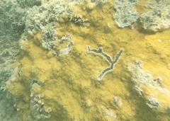 Montipora flabellata