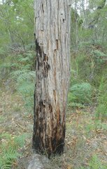 Eucalyptus baxteri