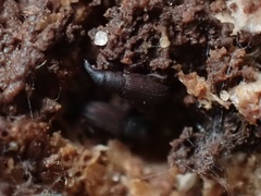 Dryophthorus americanus