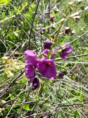 Verbascum phoeniceum