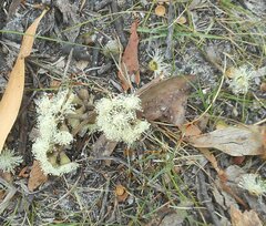 Eucalyptus baxteri